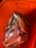 GW光威魚竿套裝組合釣魚桿碳素硬調(diào)超輕全套臺(tái)釣竿鯉魚竿漁具套裝 5.4m 米+6.3m米+7.2m米套餐 曬單實(shí)拍圖