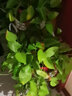 雅卉水培植物盆栽發(fā)財樹(shù)辦公室內小綠植蘆薈吊蘭花卉盆栽好養 發(fā)財梔子長(cháng)壽荷花綠蘿虎刺 含盆 曬單實(shí)拍圖