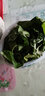 蘇仙石桑葉現摘新鮮桑葉蠶寶寶桑葉學(xué)生養蠶喂蠶鮮桑葉1斤裝新鮮桑葉 2斤特價(jià)裝 曬單實(shí)拍圖