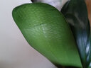 精品君子蘭盆栽 君子蘭苗 室內觀(guān)花花卉盆景植物5年大苗 君子蘭不含盆一顆10-12片葉 原盆原土 曬單實(shí)拍圖