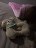 咪貝萌寵物貓咪狗狗枕頭貓咪小狗睡覺抱枕中小型犬貓通用毛絨玩具 小熊 均碼 曬單實拍圖