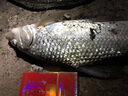 眾信 釣魚(yú)玉米王霸王酒曲紅2代玉米粒魚(yú)餌黑坑野釣水庫鯉魚(yú)玉米餌窩料矮罐裝霸王玉米（230克） 曬單實(shí)拍圖
