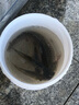 川澤淺水漂草洞冰釣魚(yú)漂加粗醒目小吃鉛高靈敏浮漂鯽魚(yú)大浮力綜合漂 CN-2粗尾【水皮白條】鉛1.5-2.5g 3號(hào) 曬單實(shí)拍圖
