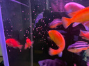 神陽(yáng)神陽(yáng)三湖慈鯛魚飼料觀賞魚魚食增色增艷下沉馬鯛坦鯛熱帶魚糧 純紅慈鯛 450g 特小粒（袋裝） 曬單實(shí)拍圖