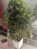 嘆為觀(guān)止大型植物鴨腳木辦公室室內客廳大盆景植物盆栽花卉綠植苗八方來(lái)財 1.3米到1.5米高如此圖展示 含盆 曬單實(shí)拍圖