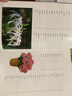 花木養(yǎng)護(hù)一本通 家庭種植養(yǎng)花一本通 家庭綠植花卉栽培指導(dǎo)書 庭院花卉植物綠化綠植盆栽造景設(shè)計 常見花卉綠植種植栽培施肥換盆養(yǎng)護(hù)指南書 鮮花盆景盆栽分株繁殖修剪技巧書 曬單實拍圖
