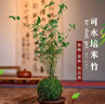 墨薰槿金明竹水養米竹水培苔蘚球植物室內微觀(guān)盆景金明竹紅觀(guān)音竹觀(guān)賞竹 米竹苔蘚球+底盤(pán)【可水培】 裸根不帶土 曬單實(shí)拍圖