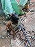 大型犬狗狗項(xiàng)圈寵物用品狗圈頸圈脖圈中型犬金毛德牧馬犬脖套頭套 軍綠色 中號(hào) 曬單實(shí)拍圖