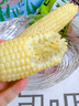 季鮮日記漳州北海道爆漿牛奶玉米即食水果冰糖白玉米棒當季新鮮可生吃現摘 3斤裝-4-7根 曬單實(shí)拍圖