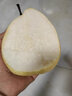 潤味來新疆天山雪梨水分足新鮮脆甜多汁冰糖梨子貢梨孕婦水果 3斤裝 曬單實拍圖