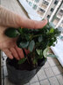 昊蘭諾四季開花映山紅杜鵑花苗盆栽室內(nèi)庭院植物杜娟花樹狀盆帶花苞發(fā)貨 紅花【3年苗】 不含盆 曬單實(shí)拍圖