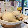 冠聰博美犬活體茶杯犬哈多利系俊介小型犬長不大的博美犬可愛純白色狗 混血 隨機(jī)發(fā)貨 公 曬單實(shí)拍圖