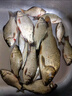 魚(yú)夢(mèng)谷魚(yú)夢(mèng)谷秘誘通殺餌野釣專(zhuān)攻鯽魚(yú)鯉魚(yú)草魚(yú)鳊魚(yú)鯪魚(yú)羅非餌料一包搞定 (香)1包300克 曬單實(shí)拍圖