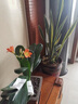 史丹利生根液強(qiáng)力快速發(fā)根扦插生根粉通用植物壯苗生根粉劑營(yíng)養(yǎng)液園藝 生根型營(yíng)養(yǎng)濃縮液500ml 曬單實(shí)拍圖