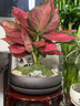 吉利紅盆栽室內(nèi)花卉四季好養(yǎng)綠植紅葉植物如意紅皇后喬遷新居禮品 五棵裝紅如意【吉利紅】+木架 整套成品（山石苔蘚，帶盆種好） 曬單實拍圖