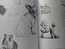 動物素描基礎(chǔ) 素描書  后浪 曬單實拍圖