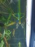 云峰海瑞 小型熱帶魚觀賞魚活體紅綠燈魚淡水水族魚寵物虎(四間魚)皮魚 鶯歌燕舞仙女合輯 共4條 曬單實(shí)拍圖