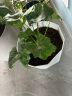 寿禾 花盆带托盘塑料树脂盆家庭园艺绿植花卉种植 木里盆超大号-浅灰 晒单实拍图