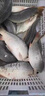 老偏方鯉魚(yú)方塊餌料釣鯉魚(yú)鯽魚(yú)爆炸鉤專(zhuān)用掛餌薯香甜味腥香打窩料通殺 單包裝【內含16塊】薯香 曬單實(shí)拍圖