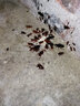 寧爾（NINGER）蟑螂藥蟑螂專用賓館廚房室內端強力小強藥滅大小通殺捕殺蟑螂餌劑 30包【蟑螂藥】家用版 曬單實拍圖