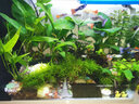 AIPHAROW草缸精品珊瑚鳳尾苔moss莫斯摩斯摩絲加火山石莫斯水榕火山石造景 火山石小巴榕 曬單實(shí)拍圖