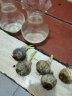 浩胜 风信子种球郁金香种子水培套装观花植物室内花桌面水养花卉 1个种球(颜色随机）+塑料瓶 水培套餐 实拍图