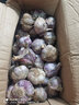 星云湖 云南大理紫皮大蒜 新鮮多瓣干蒜大蒜頭蔬菜新鮮現(xiàn)挖新蒜產(chǎn)地直發(fā) 2.5kg 中果(果徑3.5-4cm) 曬單實拍圖