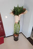 Only you【兩小時(shí)達】發(fā)財樹(shù)大型盆栽綠植花卉室內客廳辦公室開(kāi)業(yè)喬遷送禮 富貴竹籠 曬單實(shí)拍圖