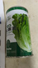北蔬生菜種子意大利羅馬奶油生菜 意大利生菜種子 50g/桶裝 曬單實(shí)拍圖