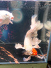 馬印神燈 金龍魚專用燈 魚缸燈LED防水燈雙模式金藍(lán)白增艷燈草燈 72CM金光17W/藍(lán)光20W 雙光可切換 曬單實拍圖