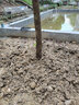 霆環(huán)  柳樹(shù)苗 垂柳苗 水柳垂楊柳 黃金柳 金絲垂柳 河堤公園垂柳小苗 垂柳10公分粗 一般保留1.2米高 曬單實(shí)拍圖