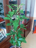 家中有果盆栽花卉十里飄香白蘭花盆栽木蘭花苗 香味持久 曬單實(shí)拍圖