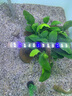 棠仲承南方大口鯰魚苗活體15厘米埃及塘鲺塘角魚清理雜魚淡水冷水養(yǎng)殖食用魚可越冬耐寒特大二須胡子鯰魚苗 【可過冬】大口鯰 8-10公分4條送1條 曬單實(shí)拍圖