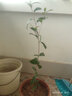 優(yōu)明靜名貴金花茶樹(shù)苗盆栽防城金花茶四季花卉植物庭院室外室內金茶花苗 1顆樹(shù)形優(yōu)美高60CM 含盆 曬單實(shí)拍圖