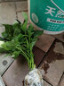 壽禾 小芹菜苗帶土種苗菜苗秧 蔬菜苗子批發(fā)春秋季冬季南方陽(yáng)臺 西芹芹菜苗 10棵【優(yōu)選苗】 曬單實(shí)拍圖