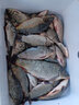 壹條魚(yú)兒老鬼魚(yú)餌大野戰九一八918腥味腥香型巨物野釣鯽鯉草鳊魚(yú)餌料釣餌 918腥香版（金底邊）3包 曬單實(shí)拍圖