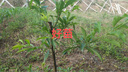 正宗四川蜂糖李子樹(shù)苗嫁接果樹(shù)苗南方種植青脆蜂蜜李子苗特大晚熟 青脆李 4年嫁接苗 曬單實(shí)拍圖