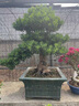 大型雀舌羅漢松盆景樹樁花卉盆景室內(nèi)盆栽庭院綠植花卉盆栽造型樹 羅漢松盆景不帶盆 曬單實(shí)拍圖