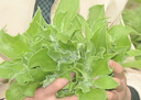 農(nóng)大姐妹順豐速運(yùn) 新鮮冰菜 冰草  新鮮蔬菜現(xiàn)摘冰葉 冰花 即食沙拉菜 1斤 曬單實(shí)拍圖