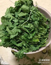 ［當季新鮮現挖］湖北嘉魚(yú)田間地頭野生薺菜現發(fā)薺菜餃子薺薺菜餡 1斤 現挖薺菜 曬單實(shí)拍圖