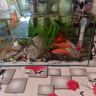 西游水族魚缸水族箱超白玻璃客廳小型迷你桌面免換水家用小金魚缸生態(tài)造景 長(zhǎng)30*寬18*高20-林?？钤炀叭?曬單實(shí)拍圖