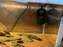 FKSC紅蟲冰凍赤紅線蟲六角恐龍精品魚食豐年蝦卵七彩神仙魚觀賞魚飼料 精品小紅蟲 3板/72粒(送喂食鑷子） 曬單實拍圖