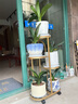 花架子客廳落地式置物架陽(yáng)臺布置簡(jiǎn)約現代花盆架鐵藝花架 時(shí)尚金-四層五盆【高81.5cm】 曬單實(shí)拍圖