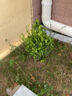 花無(wú)涯小葉瓜子黃楊庭院綠化苗木 樹(shù)苗 庭院綠化植物 綠籬樹(shù)種 小葉黃楊球直徑40厘米 曬單實(shí)拍圖