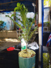 嘆為觀止金錢木老樁多肉植物辦公室內(nèi)桌面盆栽綠植 金錢木帶錦大老樁奶油杏圈圈盆 曬單實(shí)拍圖