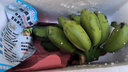 廣西小米蕉新鮮牛角蘋(píng)果香蕉整箱粉蕉圓當季時(shí)令生鮮水果 【小米蕉】500g（試吃） 曬單實(shí)拍圖