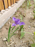 鳶尾花種藍(lán)花鳶尾種子黃花鳶尾種籽蘭花種孑扁擔(dān)花藍(lán)蝴蝶水生綠化 藍(lán)花鳶尾種子100粒 曬單實(shí)拍圖