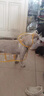 柒哦狗狗雨衣小型犬柯基小狗雨披防水寵物中大型犬邊牧全包四腳雨衣 白色 XS碼背長(cháng)18-22cm(建議1-3斤) 曬單實(shí)拍圖