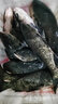 寵寶它漁夫寶魚(yú)用安定劑MS222水產(chǎn)麻魚(yú)暈魚(yú)安定魚(yú)運輸魚(yú)【觀(guān)賞魚(yú)禁用】 1000g(特純) 曬單實(shí)拍圖