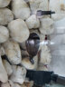 诗轩 [深水龟]圆澳龟水龟深水混养乌龟活体清缸神器红纹曲颈龟吃垃圾鱼粪便清洁乌龟圆奥龟乌龟活物 5-6厘米 两只 情侣一对 实拍图